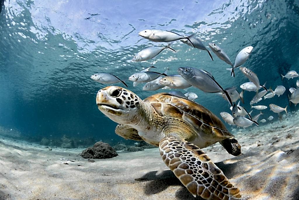 Lazy Seal Diving profesyonel, kaliteli ve kişiselleştirilmiş eğitim sunmayı ilke edinmiş bir tüplü dalış (scuba) merkezidir. İstanbul tüplü dalış eğitimi merkezi