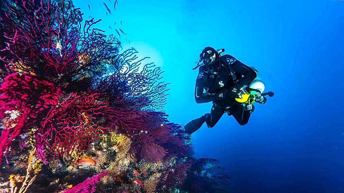 Lazy Seal Diving profesyonel, kaliteli ve kişiselleştirilmiş eğitim sunmayı ilke edinmiş bir tüplü dalış (scuba) merkezidir. İstanbul tüplü dalış eğitimi merkezi