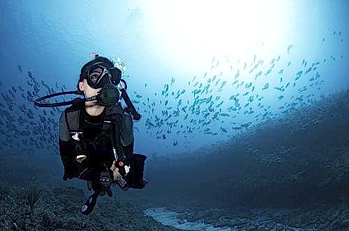Lazy Seal Diving profesyonel, kaliteli ve kişiselleştirilmiş eğitim sunmayı ilke edinmiş bir tüplü dalış (scuba) merkezidir. İstanbul tüplü dalış eğitimi merkezi