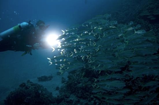 Lazy Seal Diving profesyonel, kaliteli ve kişiselleştirilmiş eğitim sunmayı ilke edinmiş bir tüplü dalış (scuba) merkezidir. İstanbul tüplü dalış eğitimi merkezi